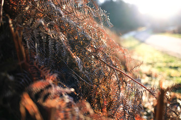 Iced dry fern winter colorful leaf and grass texture background