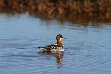 Female red-necked phalarope, Phalaropus lobatus, swimming in circles in small lake creating ripples