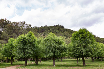 panoramic view of a forest of green pine trees on the side of a mountain