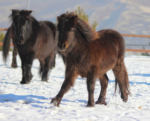 little pony horses running and playing in the snow together