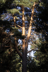 panoramic view of a forest of green pine trees on the side of a mountain