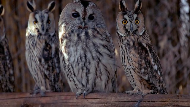 A few owls look straight into the camera.