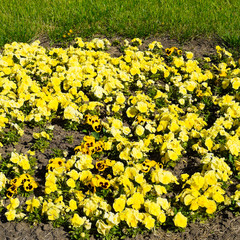 Yellow flowers of viola on the flowerbed. Viola.