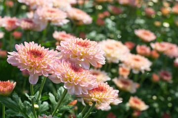 pink chrysanthemum beautiful