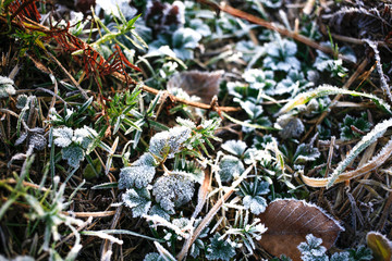 Iced morning winter colorful leaf and grass texture background