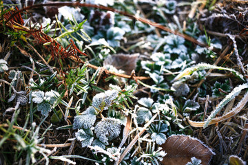 Iced morning winter colorful leaf and grass texture background