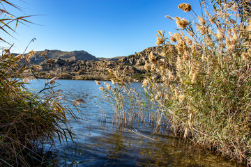 Obraz premium Lake with vegetation