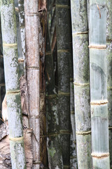 Details of bamboo trunks