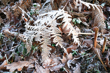Iced morning winter colorful leaf and grass texture background