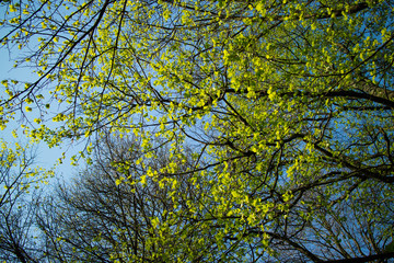 Obraz premium spring park