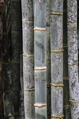 Details of bamboo trunks