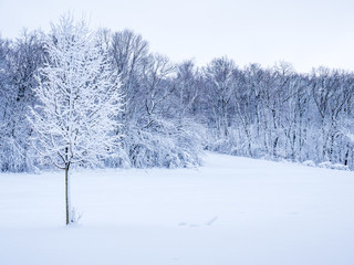 auf einem Feld im Winter