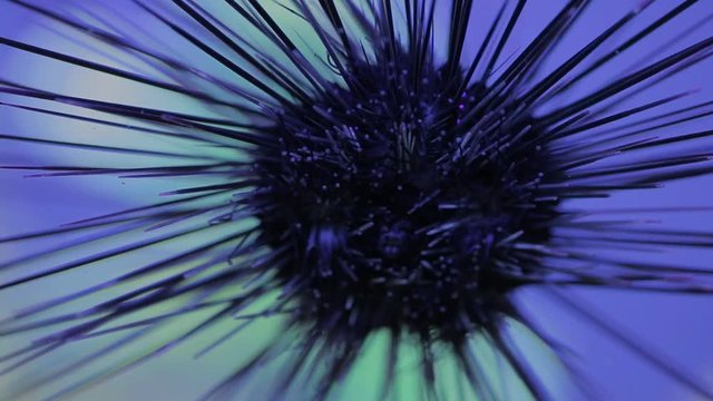 Sea urchin crawling on glass