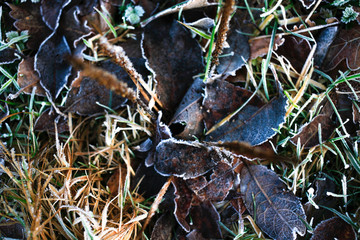 Iced morning winter colorful leaf and grass texture background