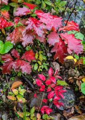 Colorful autumn groundcover, Vermont, USA.