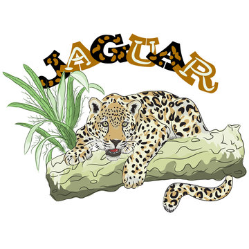  Jaguar big cat or panther lying on a tree in the tropical forest, lettering jaguar illustration