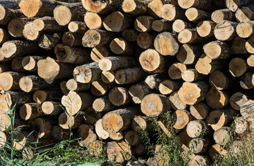 Stack of raw timber, Vermont, USA..