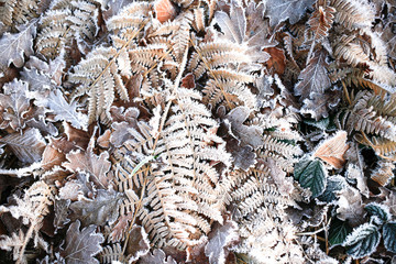 Iced morning winter colorful leaf and grass texture background