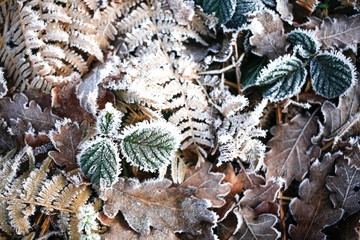 Iced morning winter colorful leaf and grass texture background