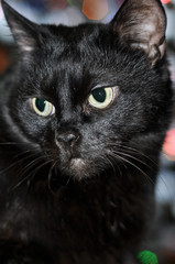 portrait of a black cat
