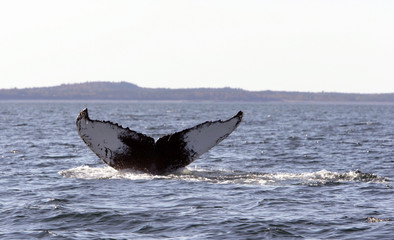 Fototapeta premium Atlantic Whales