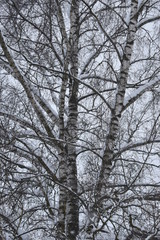 Fototapeta na wymiar Birke im Schnee