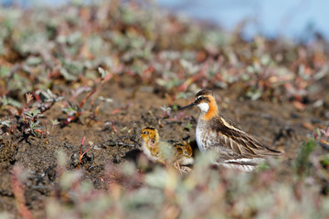 Male red-necked phalarope, Phalaropus lobatus, taking care of or protecting a young chick