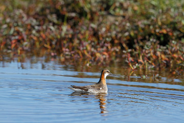 Male red-necked phalarope, Phalaropus lobatus, swimming in circles in small lake creating ripples with willows in the background