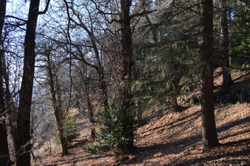 parco