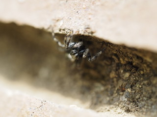 eyes of a spider