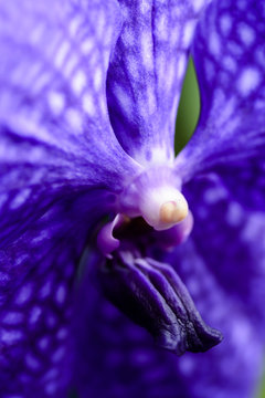 vanda