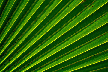 Obraz premium Lines and textures of green palm leaves