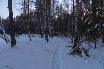 Winter  forest lake 18