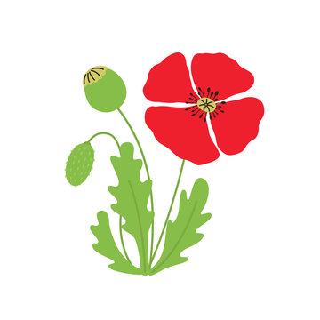 poppy flower vector illustration on white isolated background