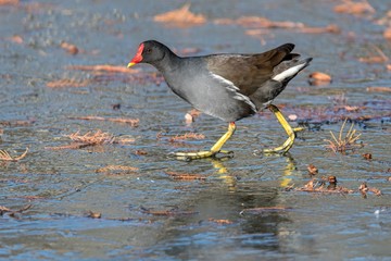 moorhen duck walking on iced pond