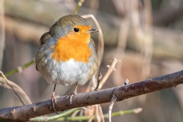 robin bird erithacus rubecula at park