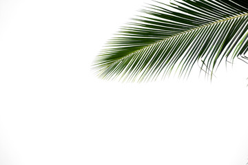 Obraz premium alone isolated palms leaf on white background
