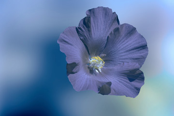 hibiscus in bloom in the garden