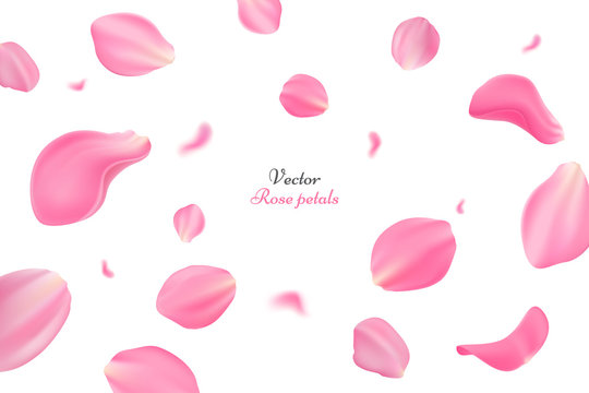 Falling pink rose petals isolated on white background. Vector illustration with beauty roses petals. Applicable for design of greeting cards on March 8, wedding and St. Valentine's Day. Eps 10