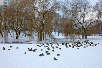 zima w  parku w Olsztynie-Polska © Janusz Lipiński