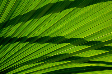 Lines and textures of green palm leaves with shadow