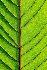 perfect green leaf patterns - closeup