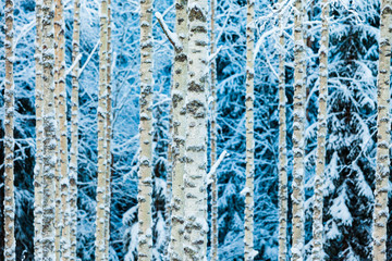 Close-up of white snowy birch trunks in winter forest