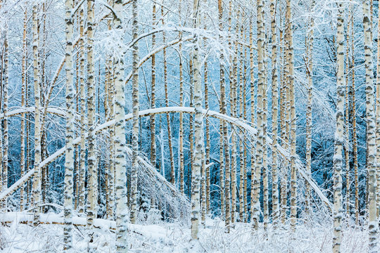 Arched white birches in snowy forest