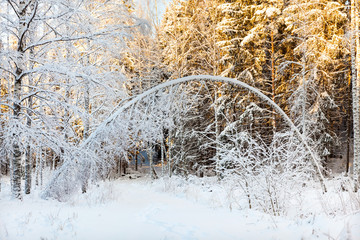 Arched white birche in snowy forest in sunshine