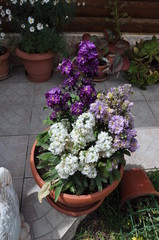 Fototapeta na wymiar The beautiful Hyacinth flower in garden
