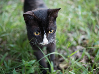 cat in the grass