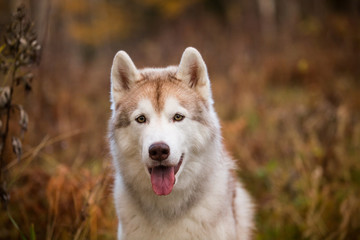 Cute and happy Siberian Husky dog sitting in the bright autumn forest