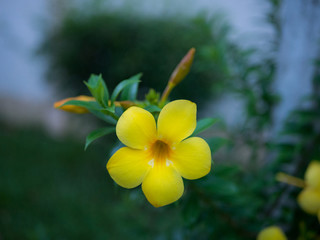 yellow flower in the garden
