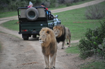 Two male lions captured at Kariega Game Reserve, South Africa